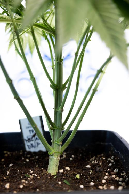 Nectar Drip #4 - Zamnesia x Tical x B&B. Week 5 - Tical x Zamnesia - Nectar Drip #4