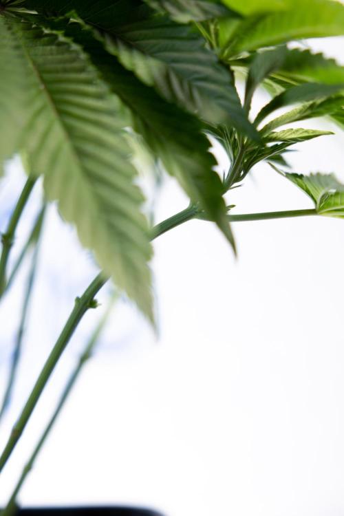 Nectar Drip #4 - Zamnesia x Tical x B&B. Week 5 - Tical x Zamnesia - Nectar Drip #4