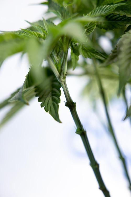 Nectar Drip #4 - Zamnesia x Tical x B&B. Week 5 - Tical x Zamnesia - Nectar Drip #4