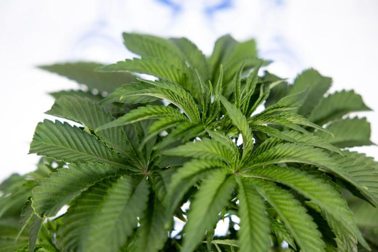 Nectar Drip #4 - Zamnesia x Tical x B&B. Week 5 - Tical x Zamnesia - Nectar Drip #4