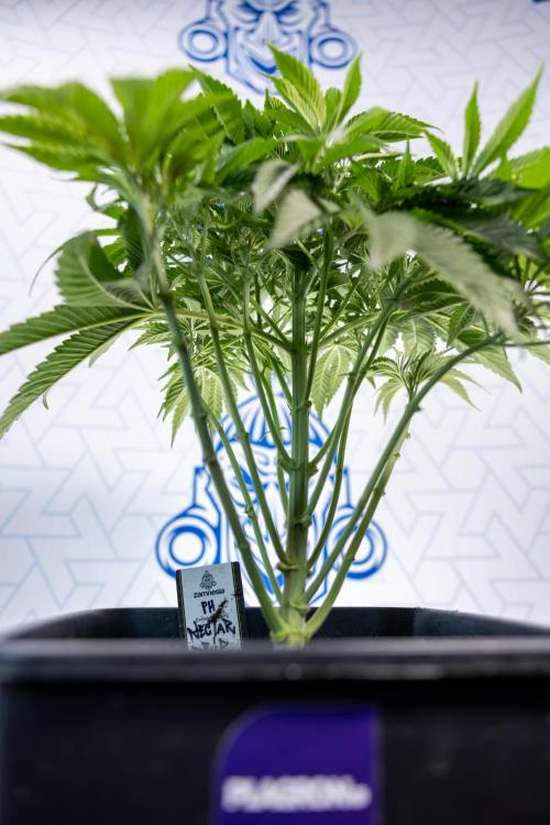 Nectar Drip #4 - Zamnesia x Tical x B&B. Week 5 - Tical x Zamnesia - Nectar Drip #4