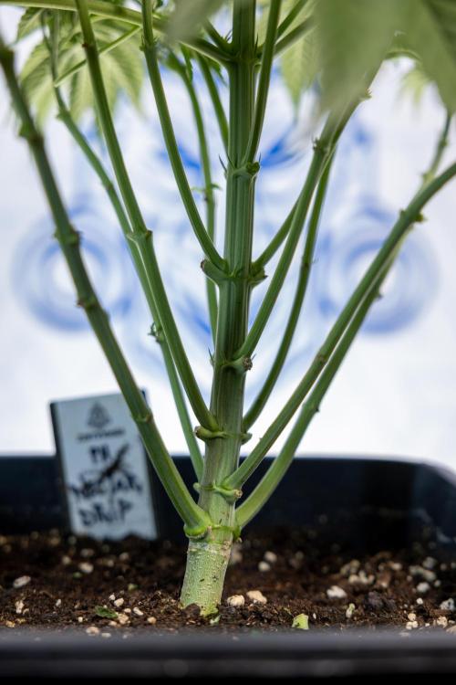 Nectar Drip #4 - Zamnesia x Tical x B&B. Week 5 - Tical x Zamnesia - Nectar Drip #4