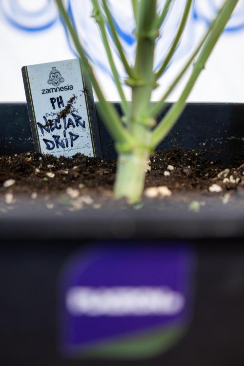 Nectar Drip #4 - Zamnesia x Tical x B&B. Week 5 - Tical x Zamnesia - Nectar Drip #4