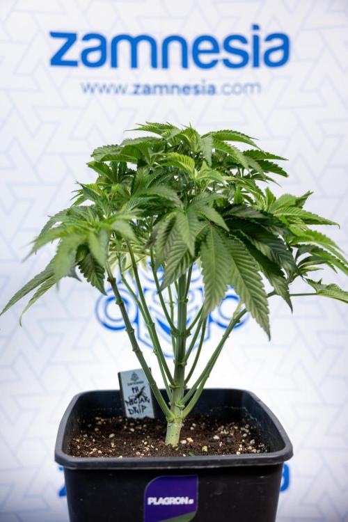 Nectar Drip #4 - Zamnesia x Tical x B&B. Week 5 - Tical x Zamnesia - Nectar Drip #4