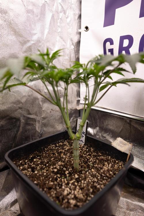 Nectar Drip #3 - Zamnesia x Tical x B&B. Week 5 - Nectar Drip #3 - Main Lining (No LST)