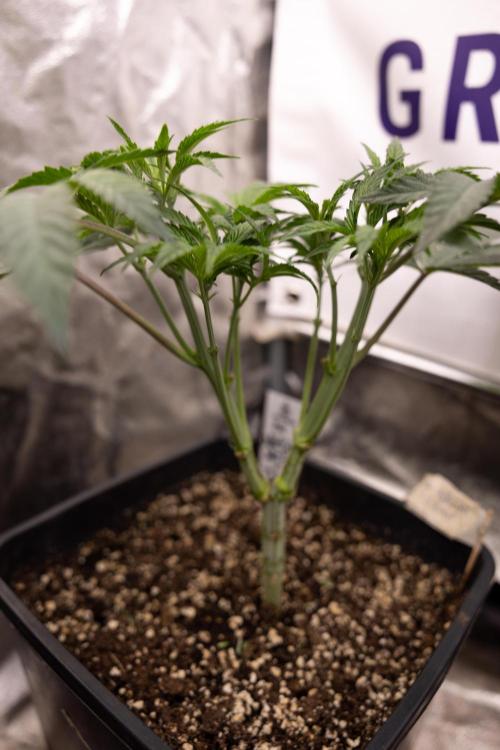 Nectar Drip #3 - Zamnesia x Tical x B&B. Week 5 - Nectar Drip #3 - Main Lining (No LST)