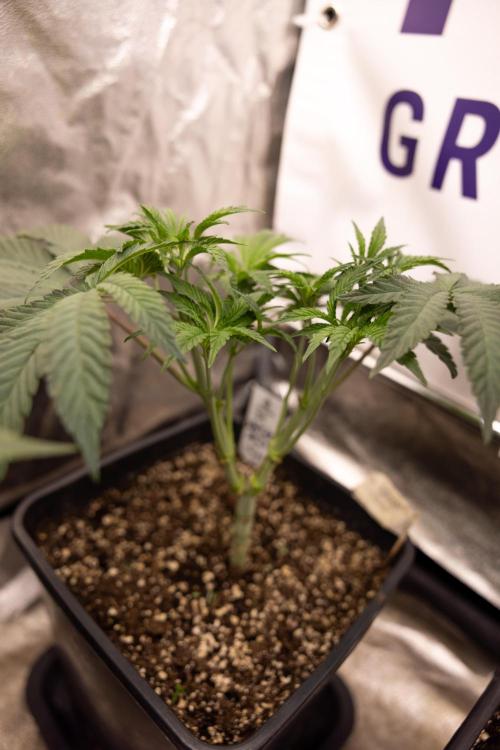 Nectar Drip #3 - Zamnesia x Tical x B&B. Week 5 - Nectar Drip #3 - Main Lining (No LST)