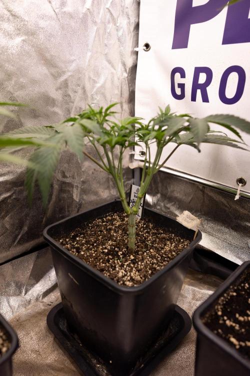 Nectar Drip #3 - Zamnesia x Tical x B&B. Week 5 - Nectar Drip #3 - Main Lining (No LST)