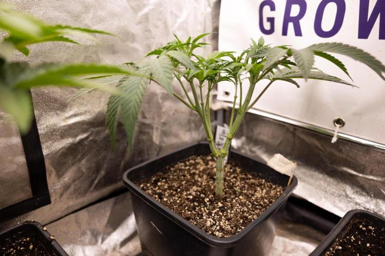 Nectar Drip #3 - Zamnesia x Tical x B&B. Week 5 - Nectar Drip #3 - Main Lining (No LST)