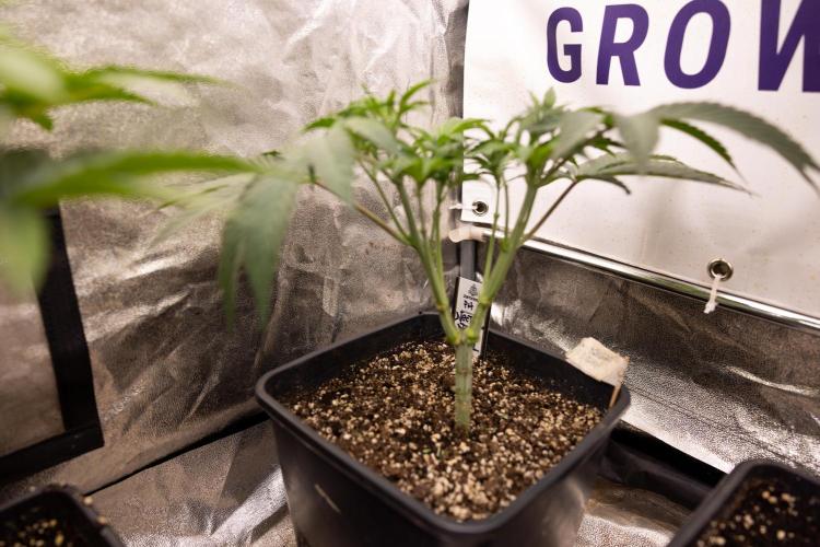 Nectar Drip #3 - Zamnesia x Tical x B&B. Week 5 - Nectar Drip #3 - Main Lining (No LST)