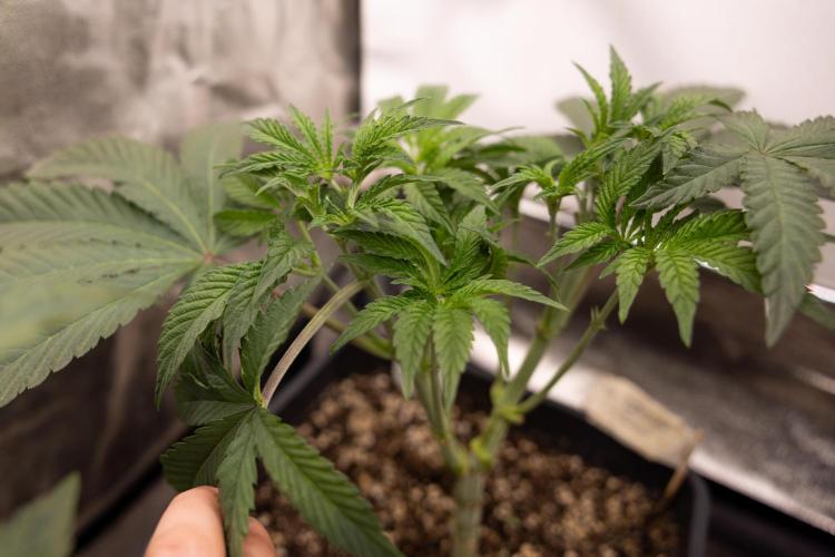 Nectar Drip #3 - Zamnesia x Tical x B&B. Week 5 - Nectar Drip #3 - Main Lining (No LST)