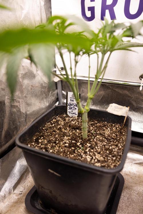 Nectar Drip #3 - Zamnesia x Tical x B&B. Week 5 - Nectar Drip #3 - Main Lining (No LST)