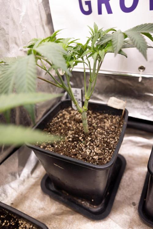 Nectar Drip #3 - Zamnesia x Tical x B&B. Week 5 - Nectar Drip #3 - Main Lining (No LST)