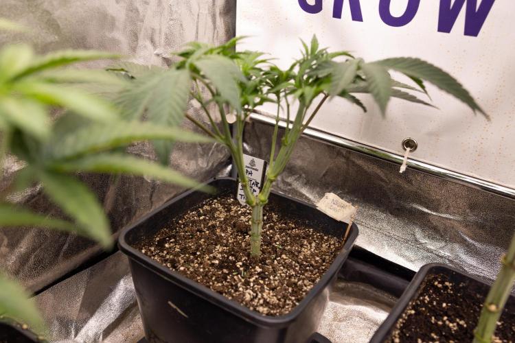 Nectar Drip #3 - Zamnesia x Tical x B&B. Week 5 - Nectar Drip #3 - Main Lining (No LST)