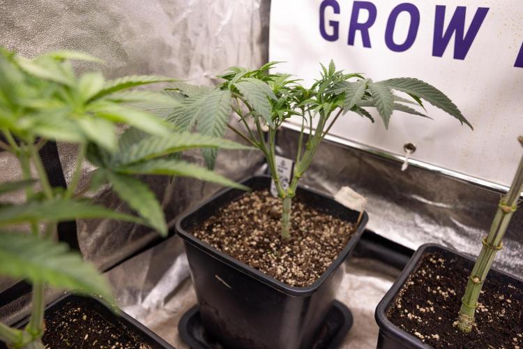 Nectar Drip #3 - Zamnesia x Tical x B&B. Week 5 - Nectar Drip #3 - Main Lining (No LST)