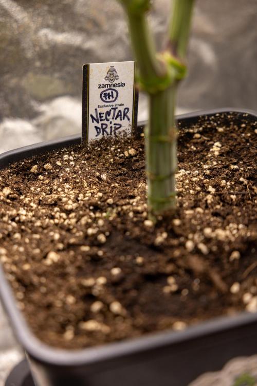 Nectar Drip #1 - Zamnesia X Tical x B&B. Week 6 - Zamnesia X Tical - Nectar Drip #1 - First Week of Bloom
