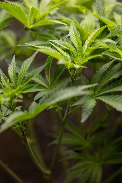 Nectar Drip #1 - Zamnesia X Tical x B&B. Week 6 - Zamnesia X Tical - Nectar Drip #1 - First Week of Bloom