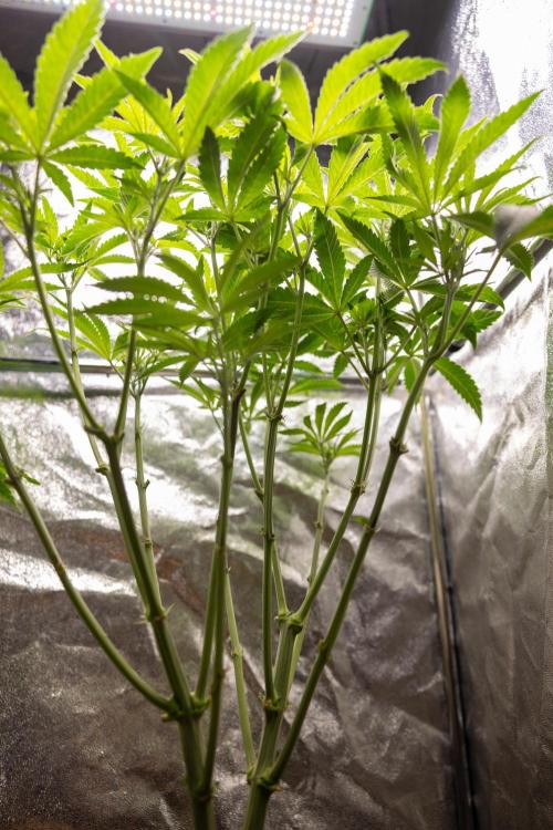 Nectar Drip #1 - Zamnesia X Tical x B&B. Week 6 - Zamnesia X Tical - Nectar Drip #1 - First Week of Bloom