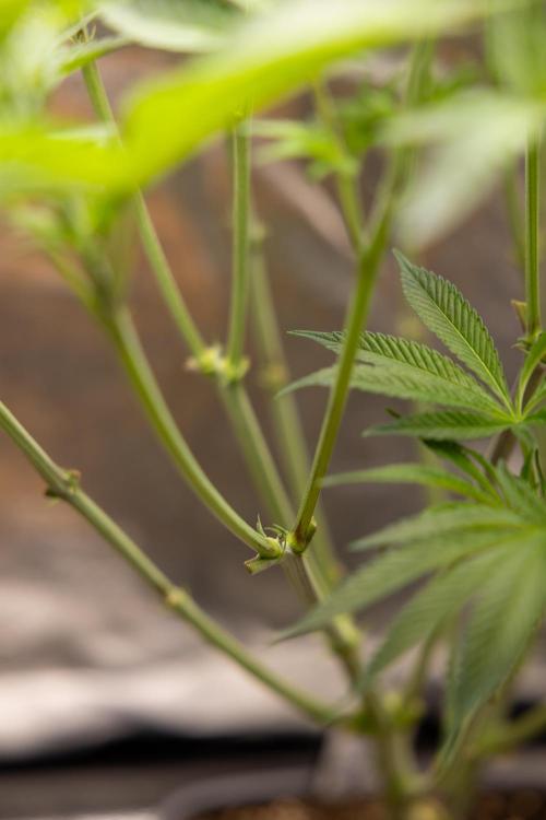 Nectar Drip #1 - Zamnesia X Tical x B&B. Week 6 - Zamnesia X Tical - Nectar Drip #1 - First Week of Bloom