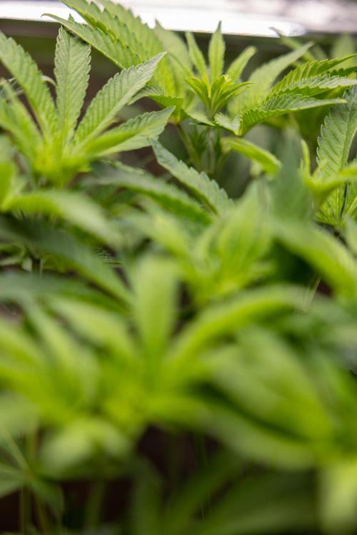 Nectar Drip #1 - Zamnesia X Tical x B&B. Week 6 - Zamnesia X Tical - Nectar Drip #1 - First Week of Bloom