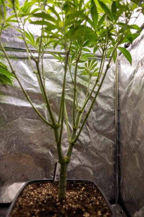 Nectar Drip #1 - Zamnesia X Tical x B&B. Week 6 - Zamnesia X Tical - Nectar Drip #1 - First Week of Bloom