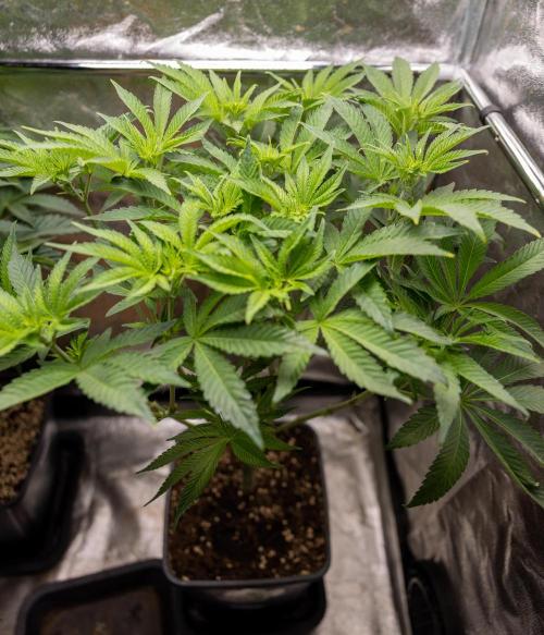 Nectar Drip #1 - Zamnesia X Tical x B&B. Week 6 - Zamnesia X Tical - Nectar Drip #1 - First Week of Bloom