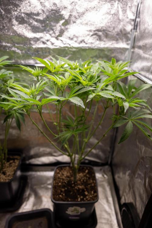 Nectar Drip #1 - Zamnesia X Tical x B&B. Week 6 - Zamnesia X Tical - Nectar Drip #1 - First Week of Bloom