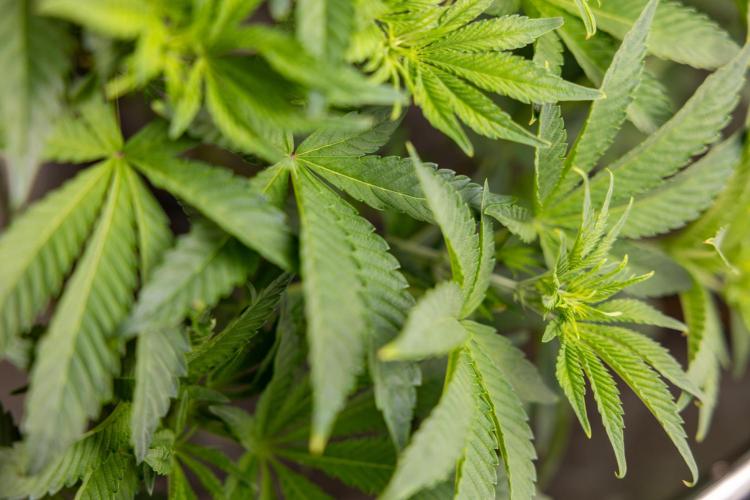 Nectar Drip #1 - Zamnesia X Tical x B&B. Week 6 - Zamnesia X Tical - Nectar Drip #1 - First Week of Bloom