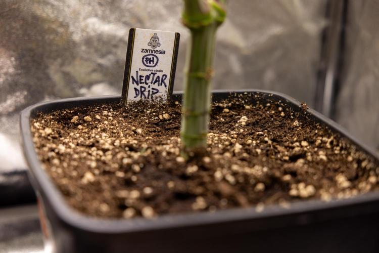 Nectar Drip #1 - Zamnesia X Tical x B&B. Week 6 - Zamnesia X Tical - Nectar Drip #1 - First Week of Bloom