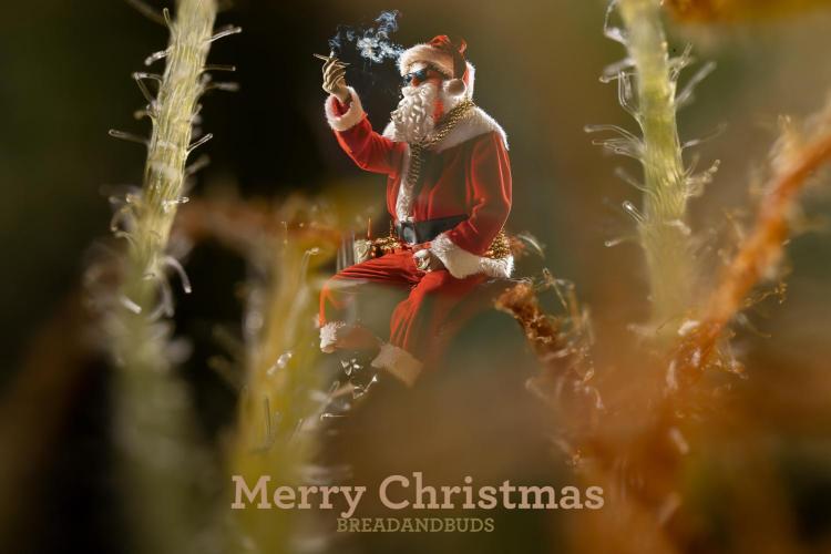 Nectar Drip #1 - Zamnesia X Tical x B&B. Week 6 - Merry xMas to everybody 