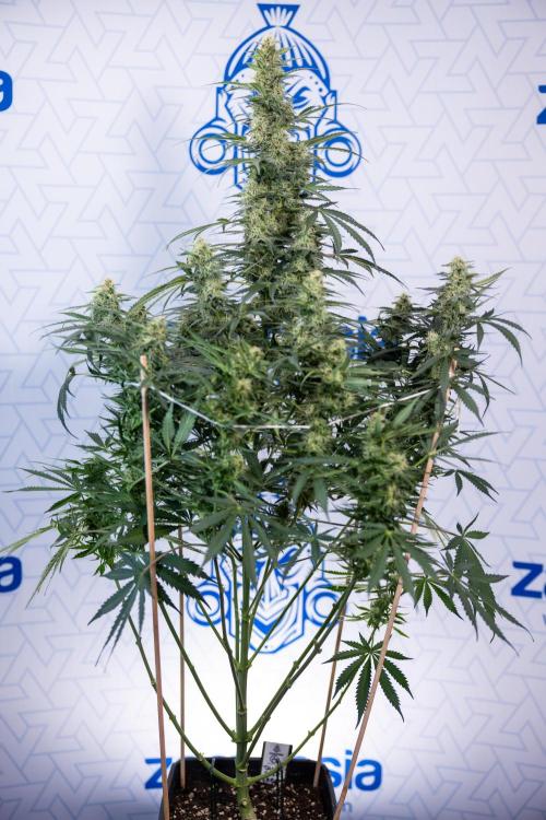 Tangerine Dream  Auto - Zamnesia x B&B. Week 8 - Tangerine Dream Automatic - Week 8