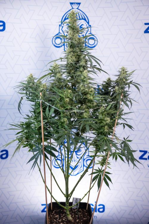 Tangerine Dream  Auto - Zamnesia x B&B. Week 8 - Tangerine Dream Automatic - Week 8