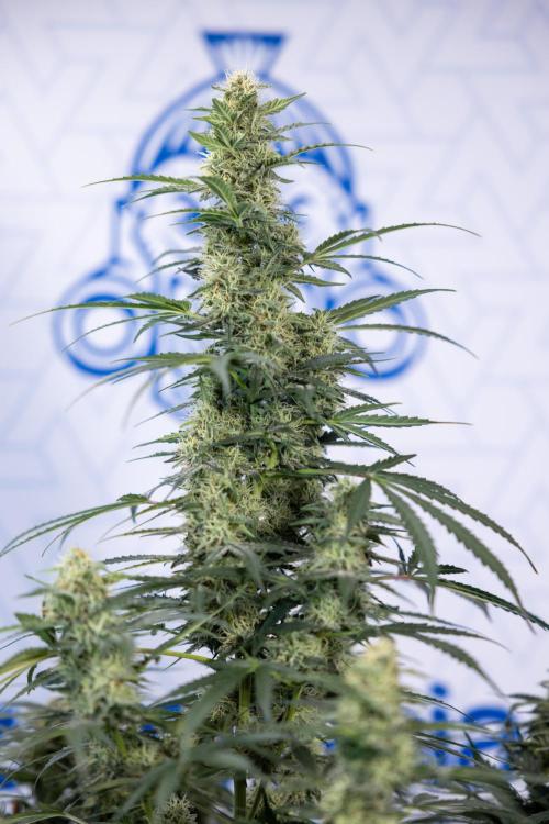 Tangerine Dream  Auto - Zamnesia x B&B. Week 8 - Tangerine Dream Automatic - Week 8