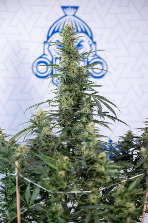 Tangerine Dream  Auto - Zamnesia x B&B. Week 8 - Tangerine Dream Automatic - Week 8