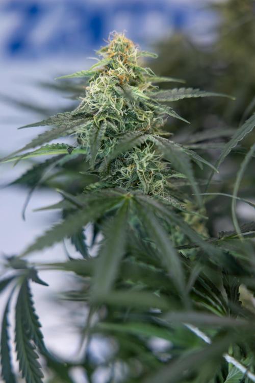 Tangerine Dream  Auto - Zamnesia x B&B. Week 8 - Tangerine Dream Automatic - Week 8