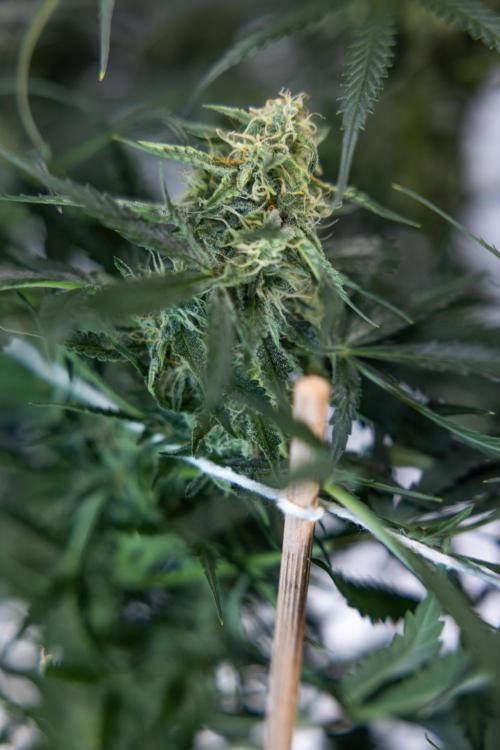 Tangerine Dream  Auto - Zamnesia x B&B. Week 8 - Tangerine Dream Automatic - Week 8