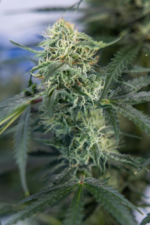 Tangerine Dream  Auto - Zamnesia x B&B. Week 8 - Tangerine Dream Automatic - Week 8