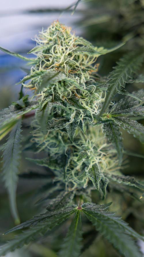 Tangerine Dream  Auto - Zamnesia x B&B. Week 8 - Tangerine Dream Automatic - Week 8