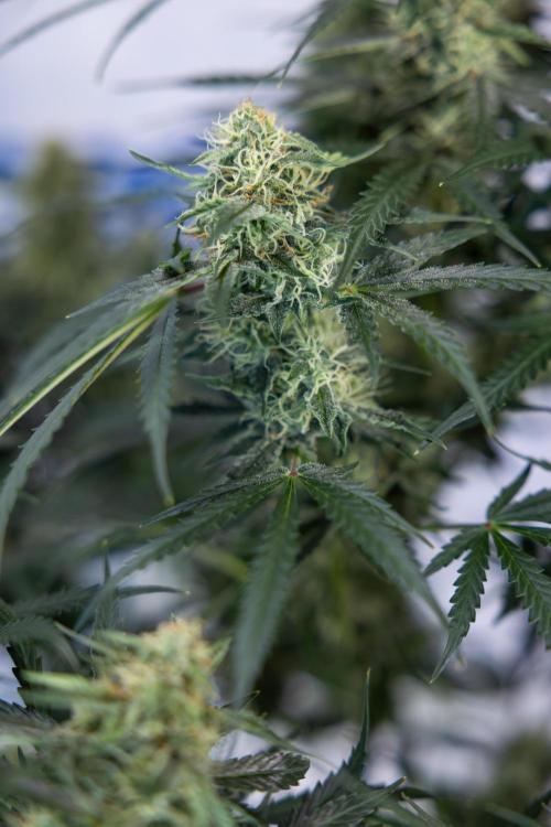 Tangerine Dream  Auto - Zamnesia x B&B. Week 8 - Tangerine Dream Automatic - Week 8