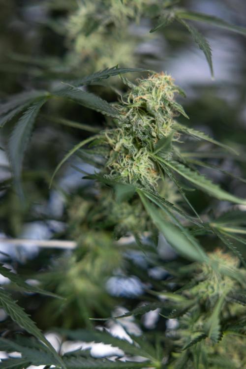 Tangerine Dream  Auto - Zamnesia x B&B. Week 8 - Tangerine Dream Automatic - Week 8