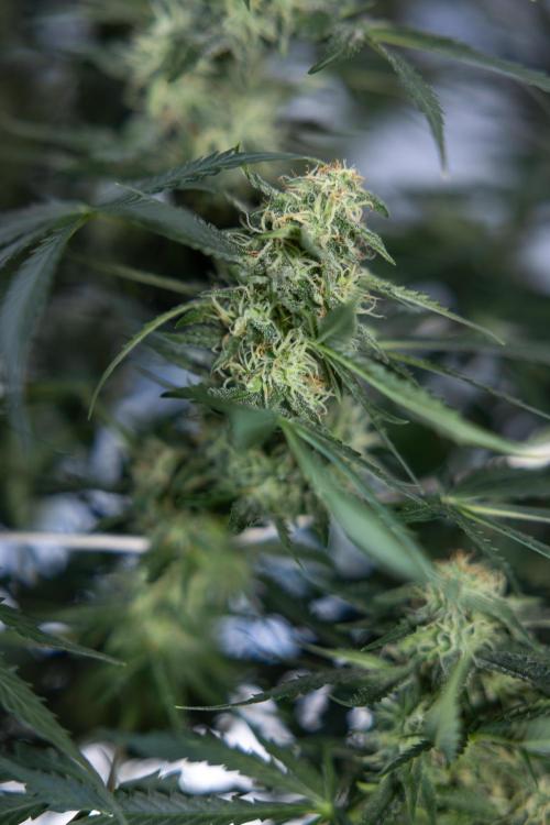 Tangerine Dream  Auto - Zamnesia x B&B. Week 8 - Tangerine Dream Automatic - Week 8