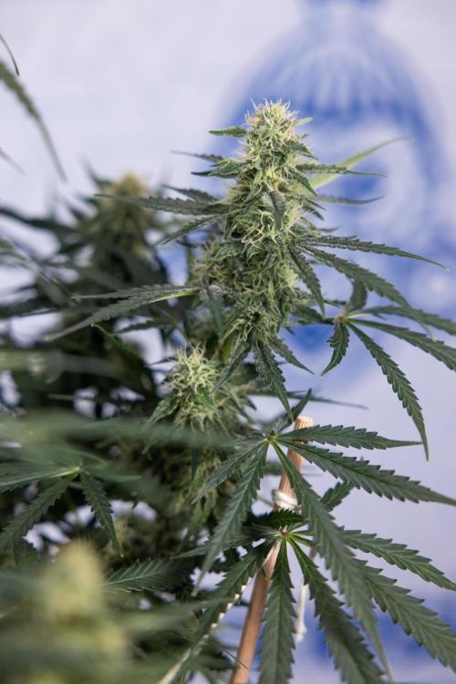 Tangerine Dream  Auto - Zamnesia x B&B. Week 8 - Tangerine Dream Automatic - Week 8