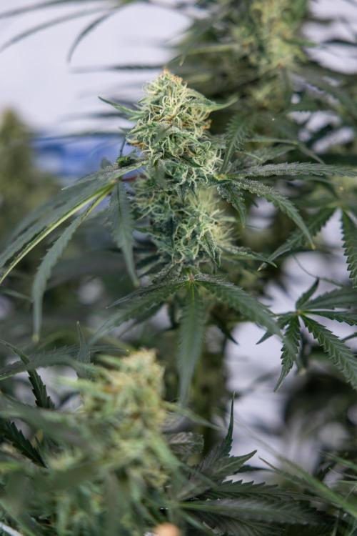 Tangerine Dream  Auto - Zamnesia x B&B. Week 8 - Tangerine Dream Automatic - Week 8