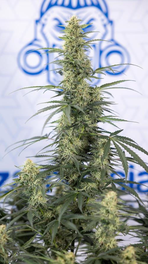 Tangerine Dream  Auto - Zamnesia x B&B. Week 8 - Tangerine Dream Automatic - Week 8