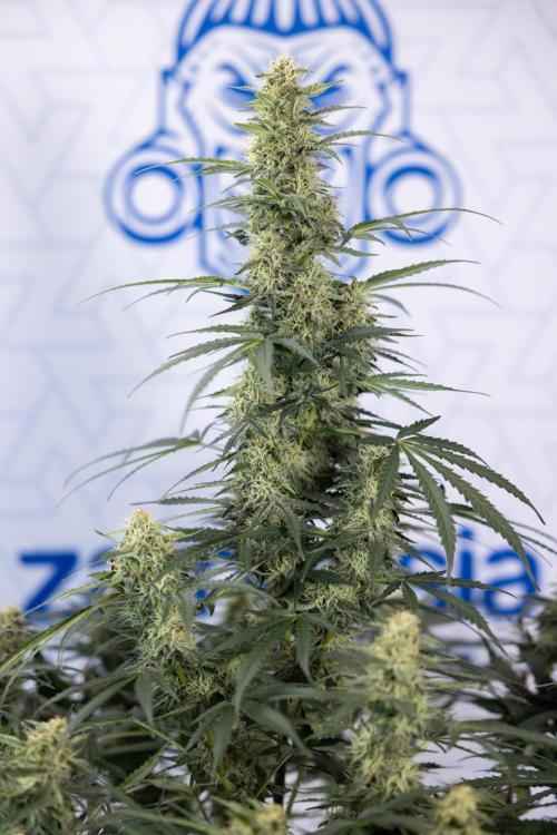 Tangerine Dream  Auto - Zamnesia x B&B. Week 8 - Tangerine Dream Automatic - Week 8