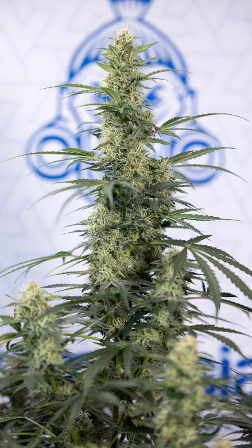 Tangerine Dream  Auto - Zamnesia x B&B. Week 8 - Tangerine Dream Automatic - Week 8