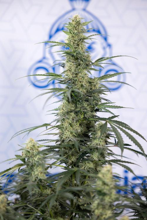 Tangerine Dream  Auto - Zamnesia x B&B. Week 8 - Tangerine Dream Automatic - Week 8