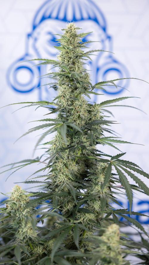 Tangerine Dream  Auto - Zamnesia x B&B. Week 8 - Tangerine Dream Automatic - Week 8