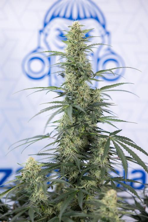 Tangerine Dream  Auto - Zamnesia x B&B. Week 8 - Tangerine Dream Automatic - Week 8