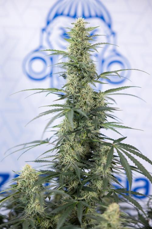 Tangerine Dream  Auto - Zamnesia x B&B. Week 8 - Tangerine Dream Automatic - Week 8